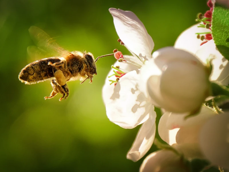 hagebau.insektenfreundlicher-garten-beitragsbild2.webp