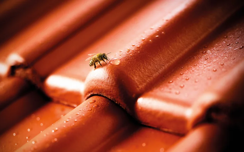 Dachpfannen von Braas in orange-braun mit einer Biene darauf sitzend