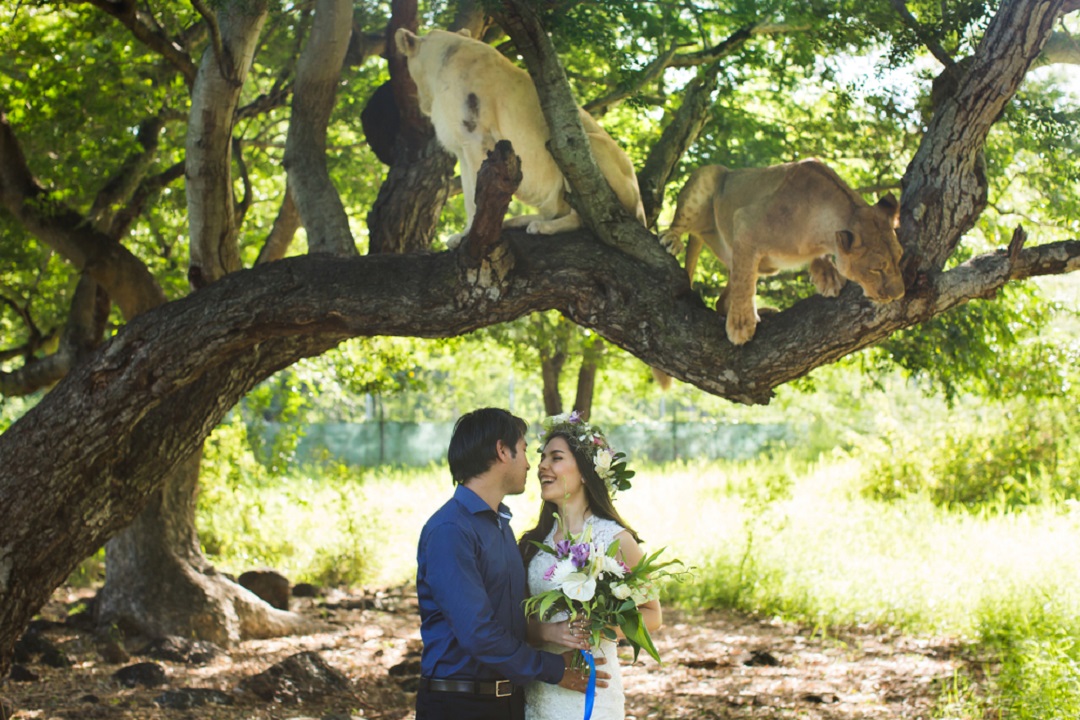 Your Guide to Having a Safari Wedding