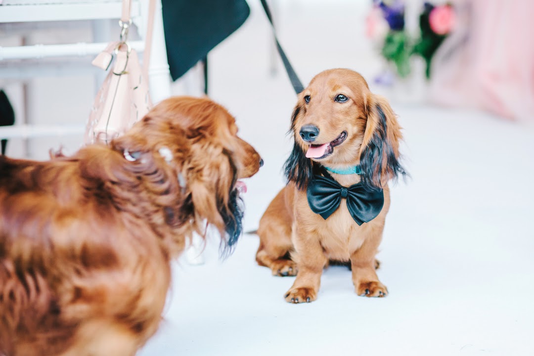 Best Dog Wedding Ideas | Zola
