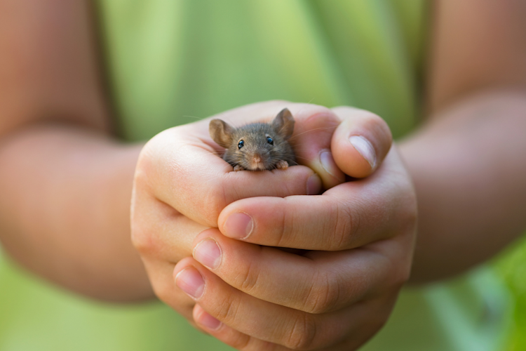 mouse