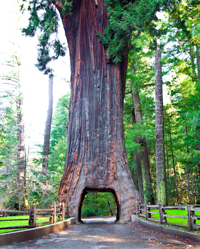 Chandelier Drive-Through Tree