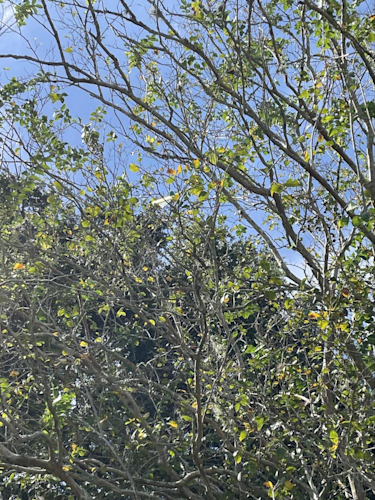 image14