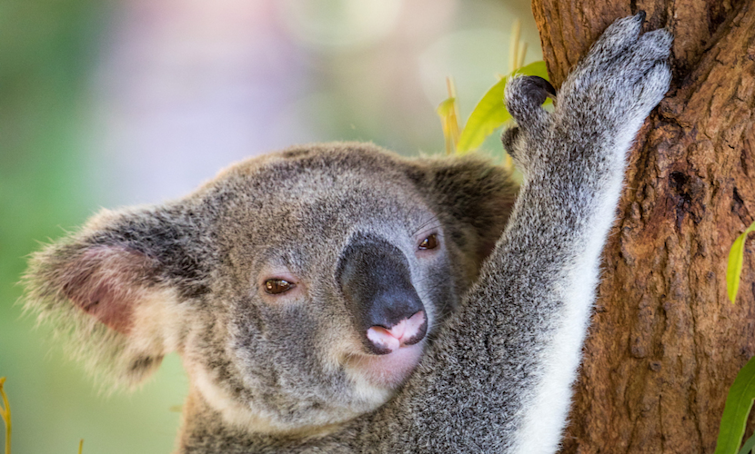 Australia Zoo