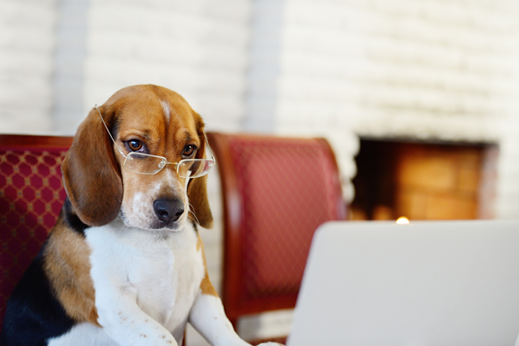 Working Dog