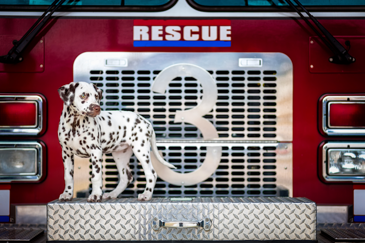 Fire Dog