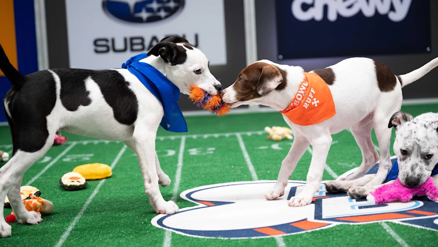puppy-bowl-1920-camp
