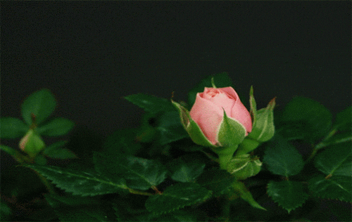 giphy (2)