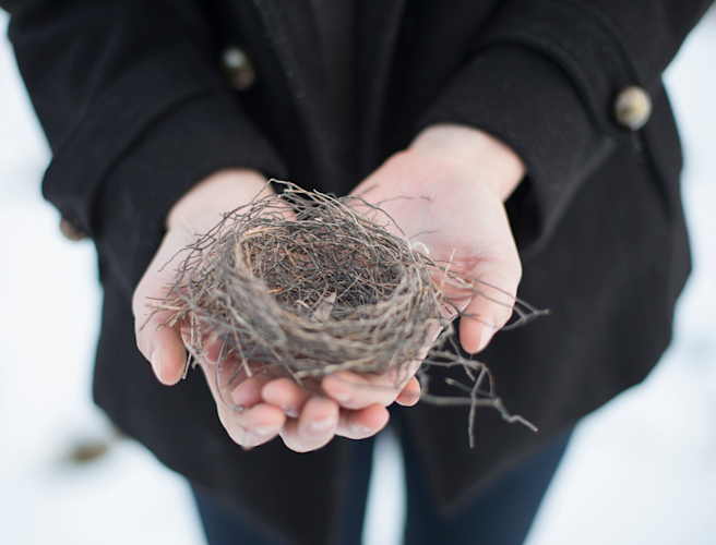 winter bird nest