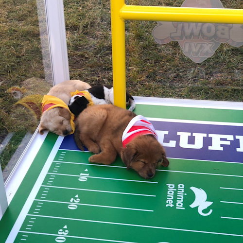 puppybowl