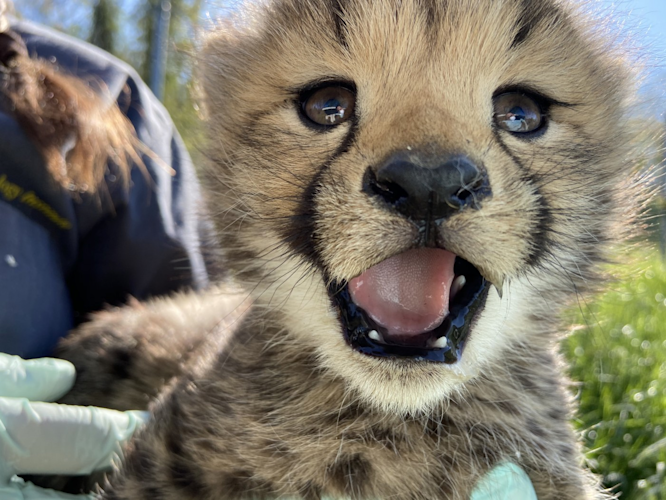 Cheetah Cam