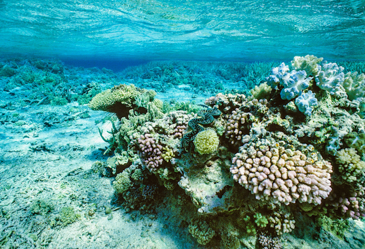 Great Barrier Reef