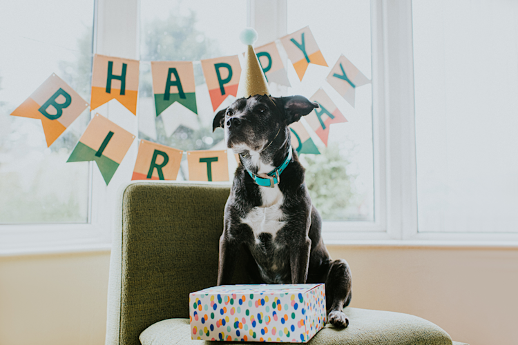 dog birthday party