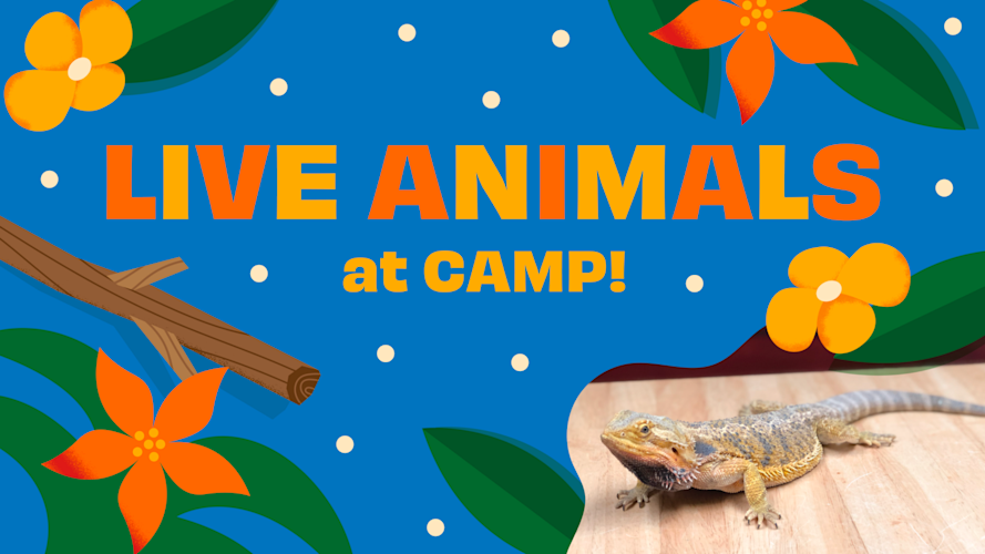 animals