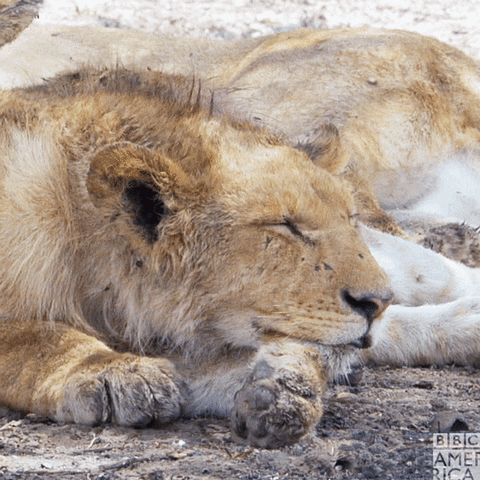 giphy (19)