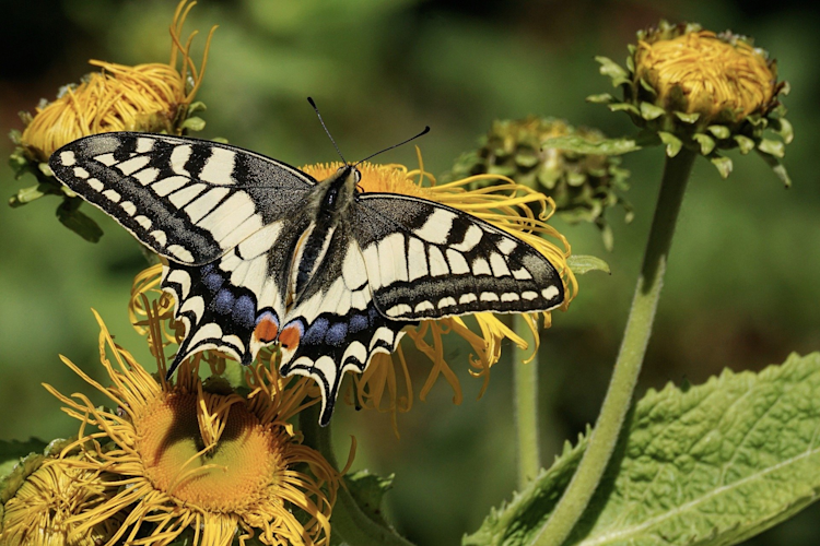 butterfly