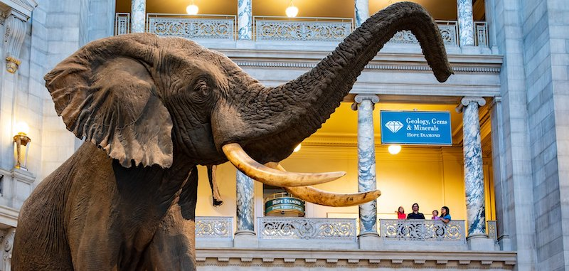 Smithsonian National Museum of Natural History in Washington, D.C.