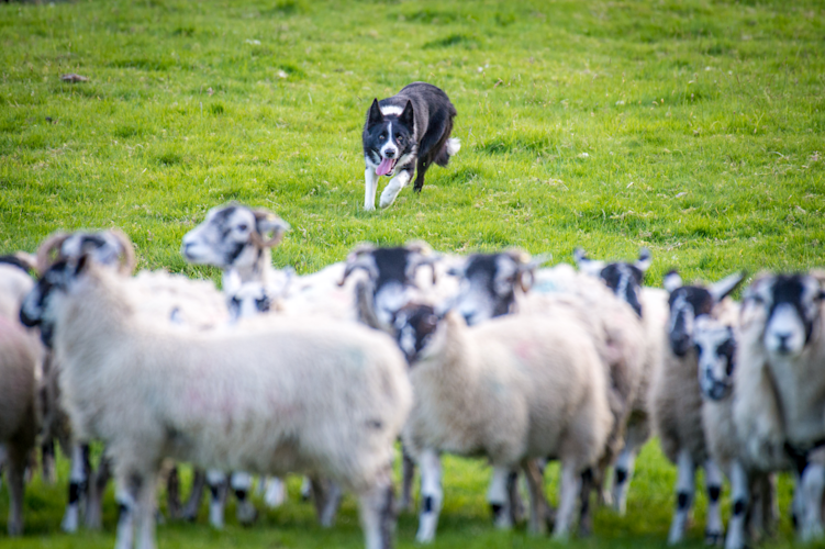 Herding Dog