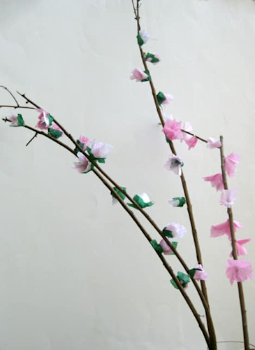 cherryblossoms