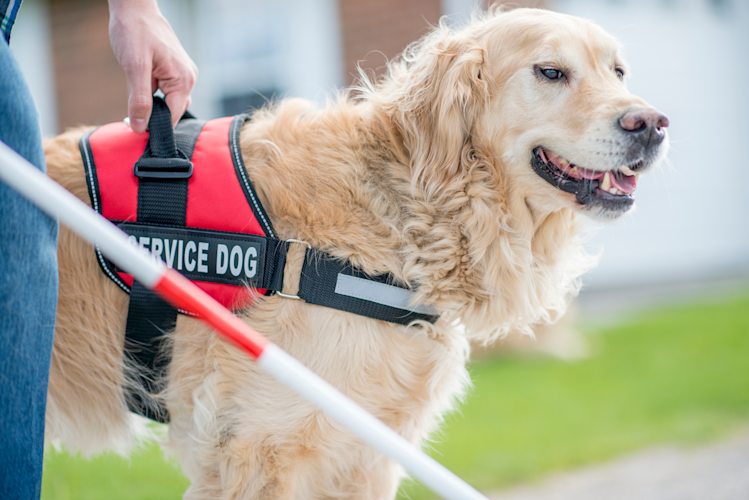 Service Dog