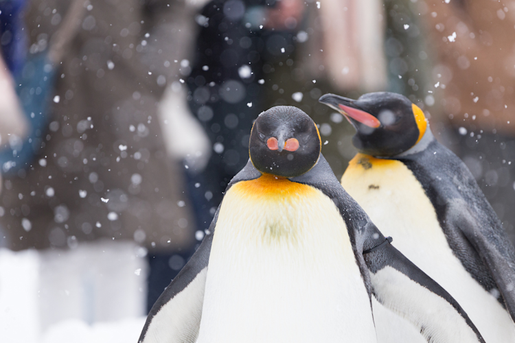 zoo in winter