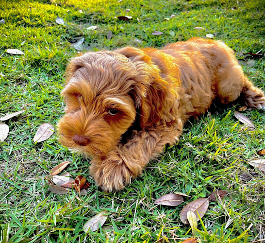 puppy