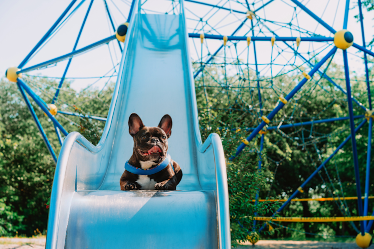 Animals on Slides