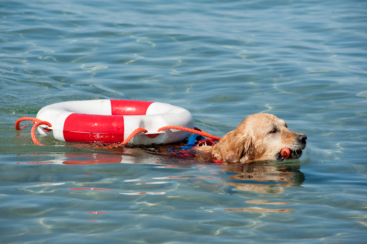 Lifeguard Dog