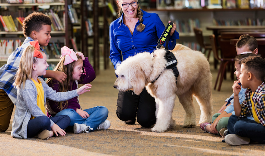 Therapy Dog