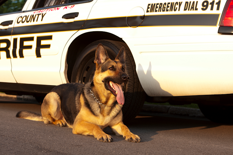 Detection Dogs