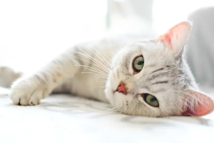 Cats