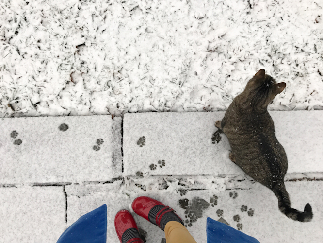 animal tracks in snow