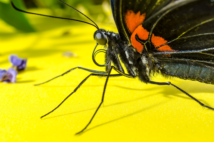 proboscis