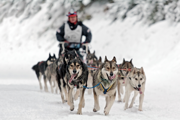 Sled Pullers
