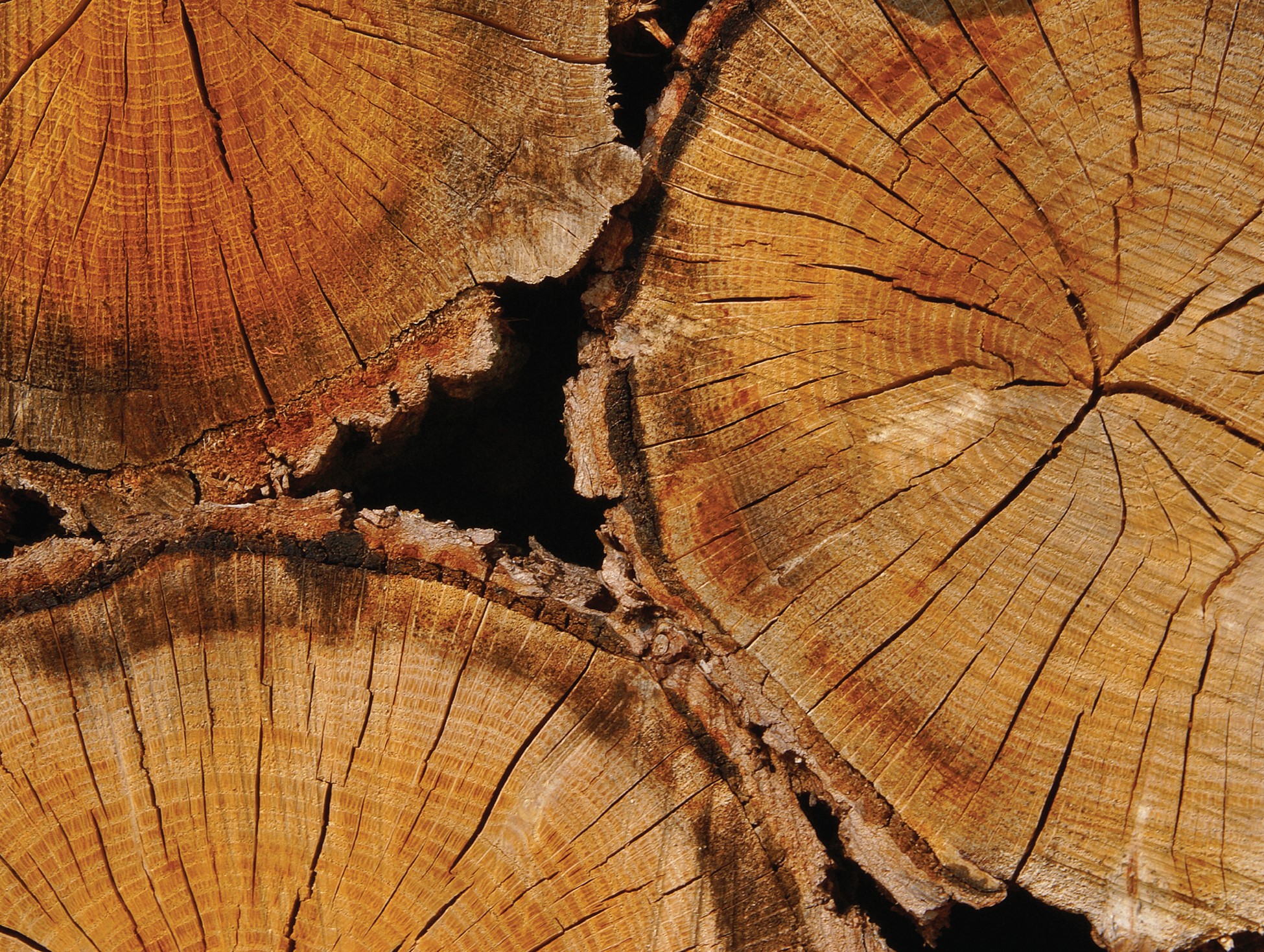 Flecking in Desert Oak 04