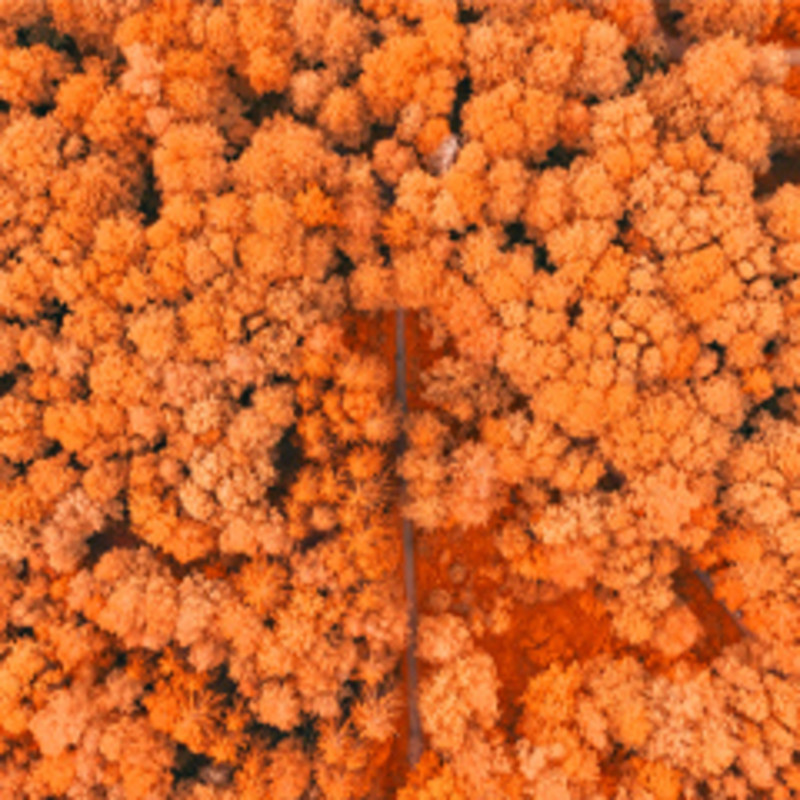 Aerial view of trees.