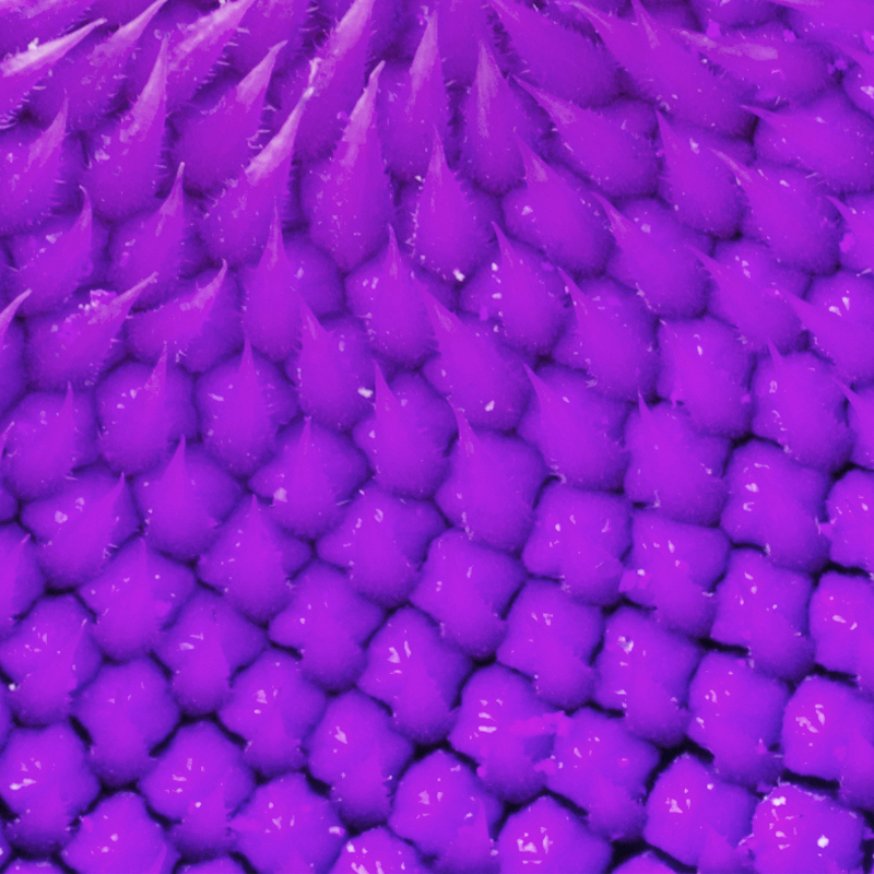 Close up of a purple flower.