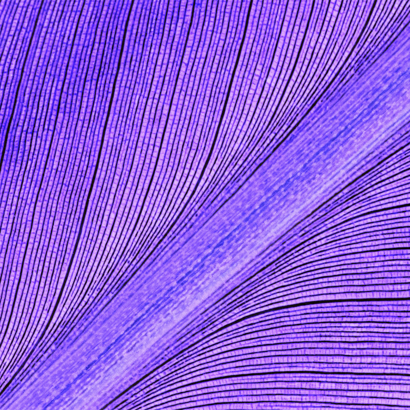 Purple leaf.