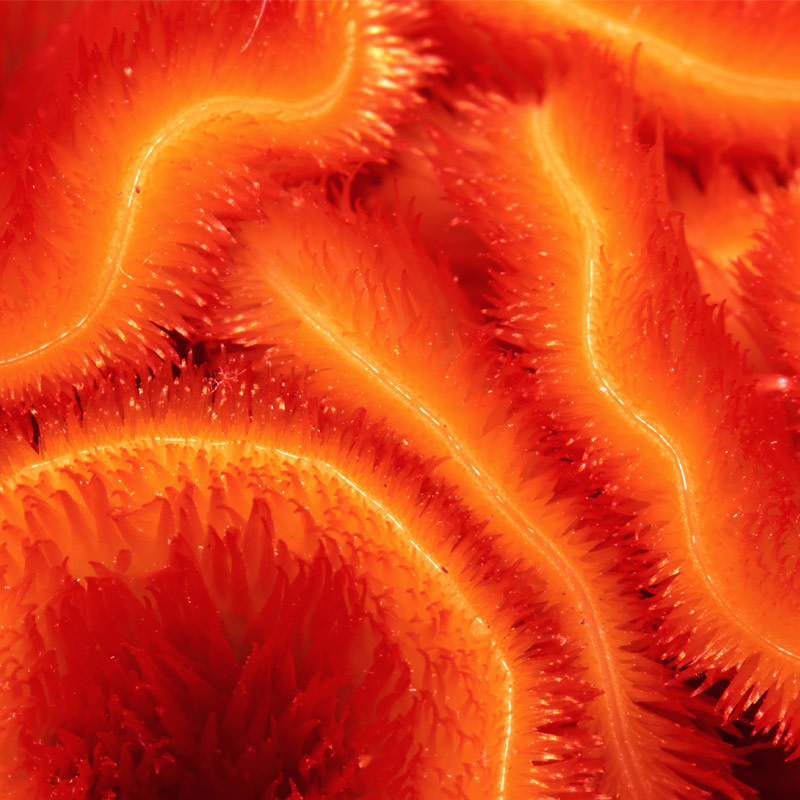 Coral.