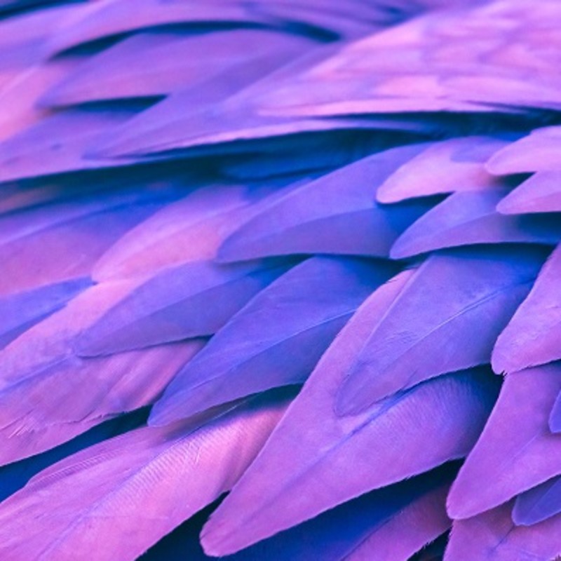 Purple feathers.