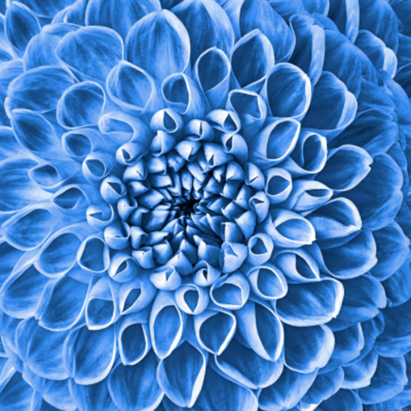 Blue flower.