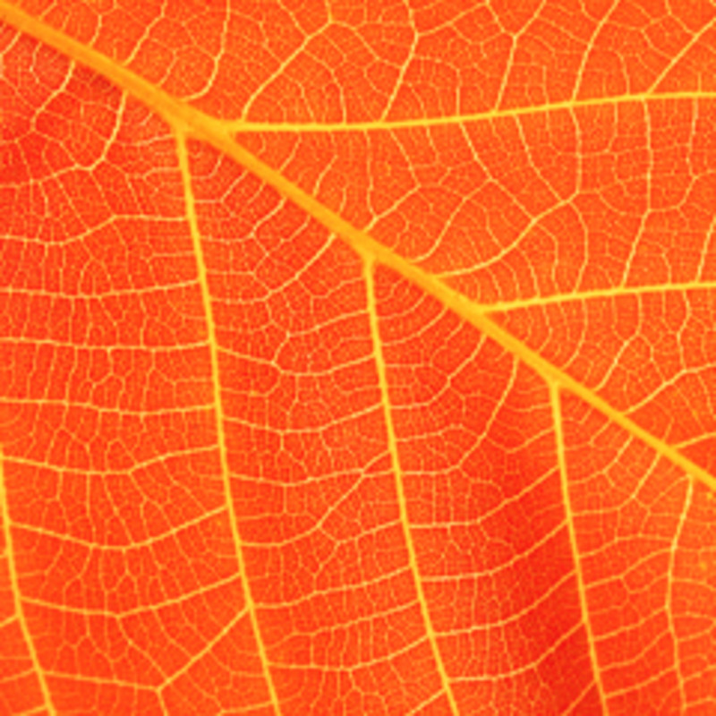 Orange leaf.