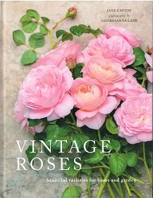 Roses 001