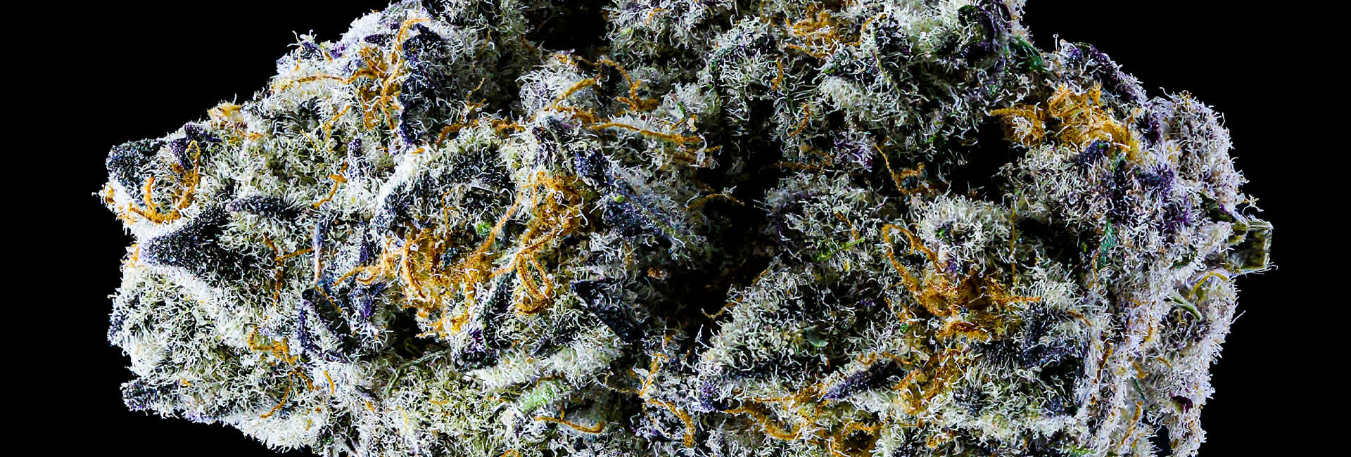 featured upnorth-cannabis-photography
