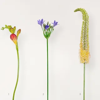 What’s fresh? Towering spring stems!