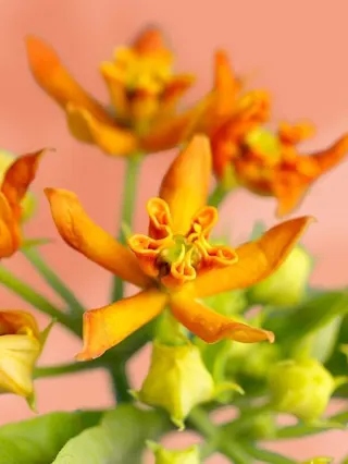 bloomon spring flower guide