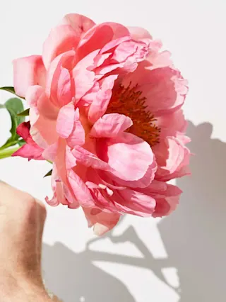 Peonies: 9 reasons to love spring’s favourite flower