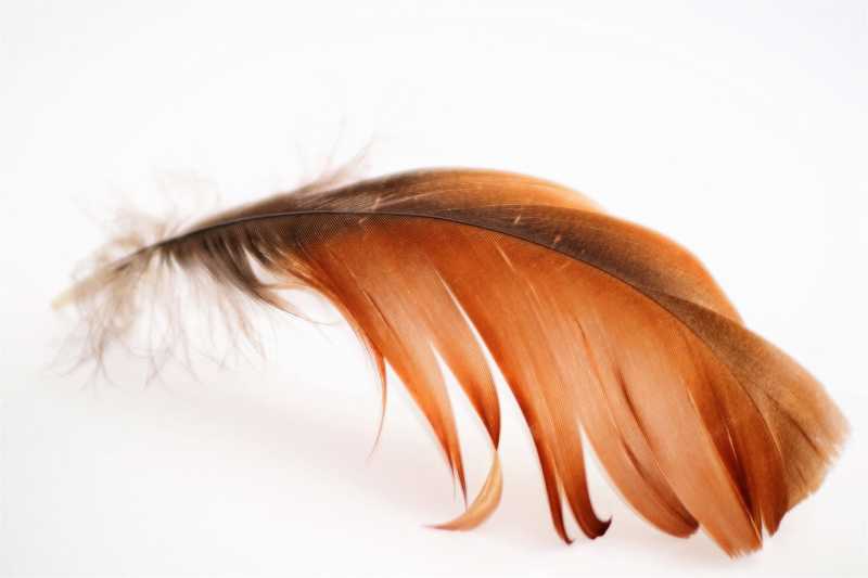 Image of a feather. 