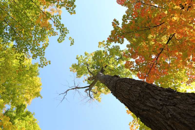 Image of trees from a low angle