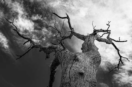 Black & White photograph of dead sun bleached tree.